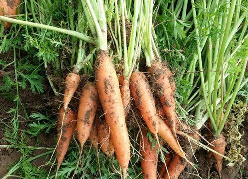 胡萝卜种植时间及技术要点（露地种植胡萝卜注意什么）