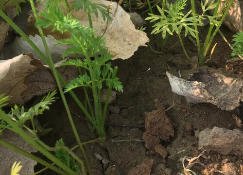 胡罗卜种植行株距_胡萝卜种植时间技术_春季胡萝卜种植技术管理视频