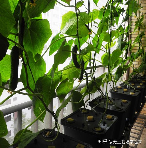 夏甘蓝新品种_夏甘蓝种植技术视频_夏甘蓝种植时间和方法