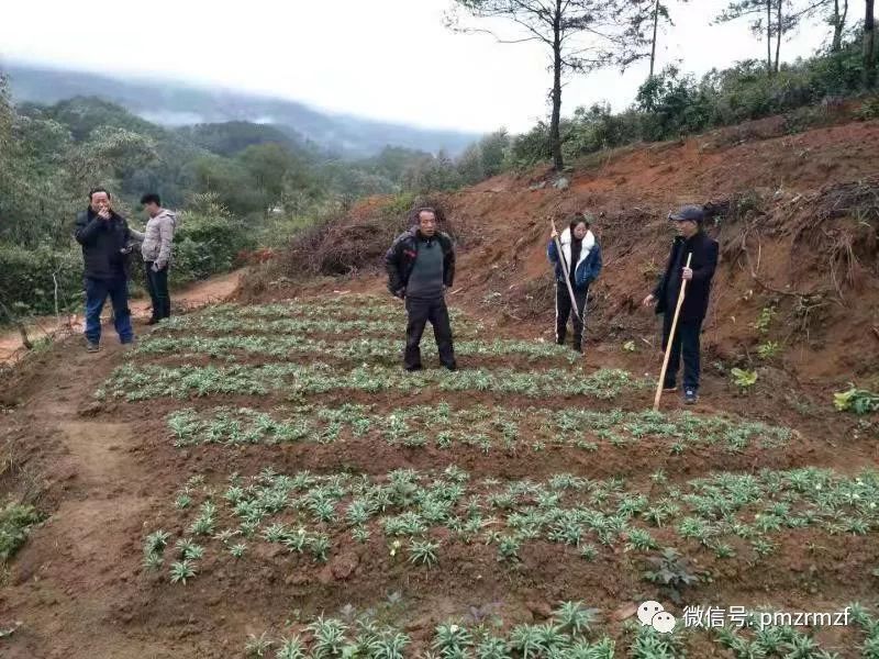 贝母种植技术及亩收益_种贝母赚钱吗_贝母种植致富项目