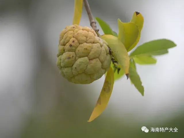 致富经海南莲雾种植技术_海南莲雾怎么吃图解_海南莲雾的功效与作用