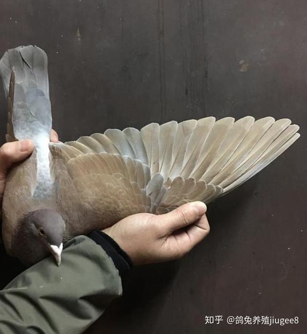 肉鸽子养殖技术视频_肉鸽养殖视频技术视频_肉鸽 鸽子养殖技术