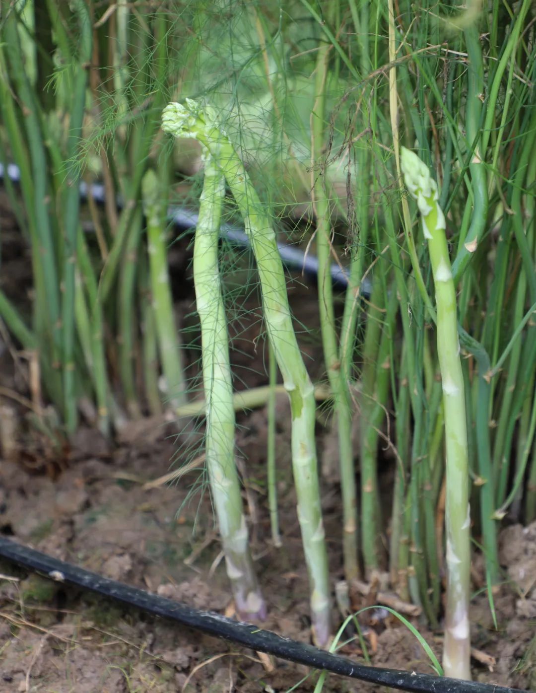 致富经芦笋种植视频_种植芦笋前景如何_种植芦笋 致富方案