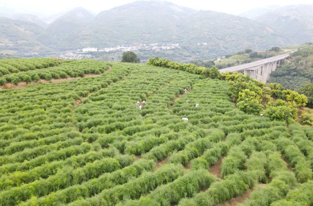 种植芦笋 致富方案_种植芦笋前景如何_致富经芦笋种植视频