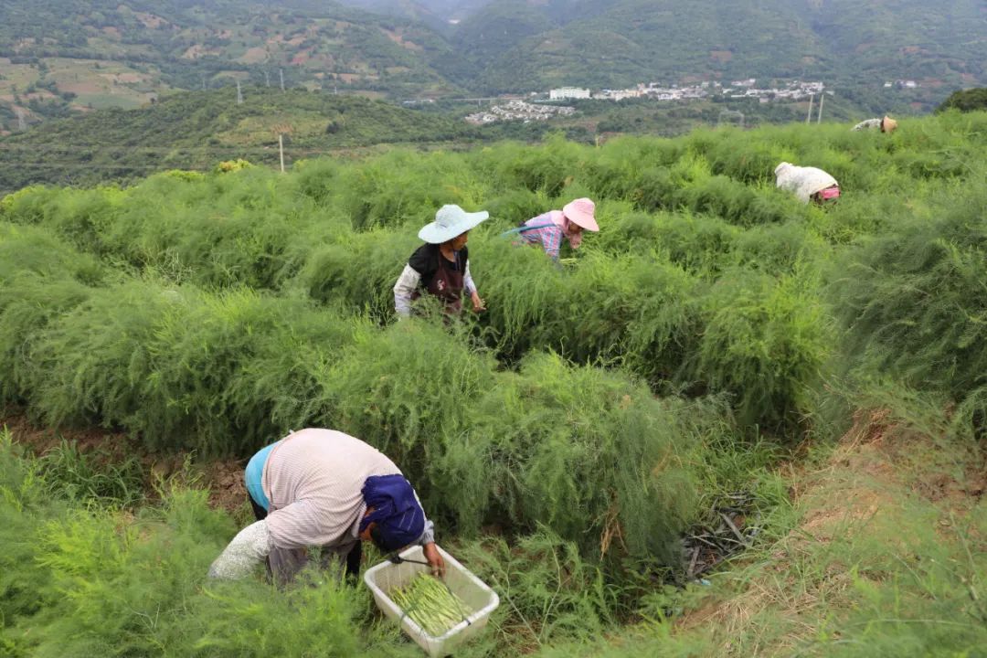 种植芦笋 致富方案_种植芦笋前景如何_致富经芦笋种植视频