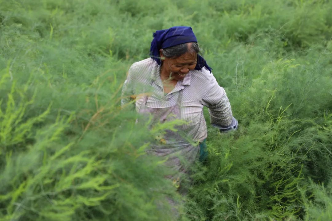 种植芦笋 致富方案_致富经芦笋种植视频_种植芦笋前景如何