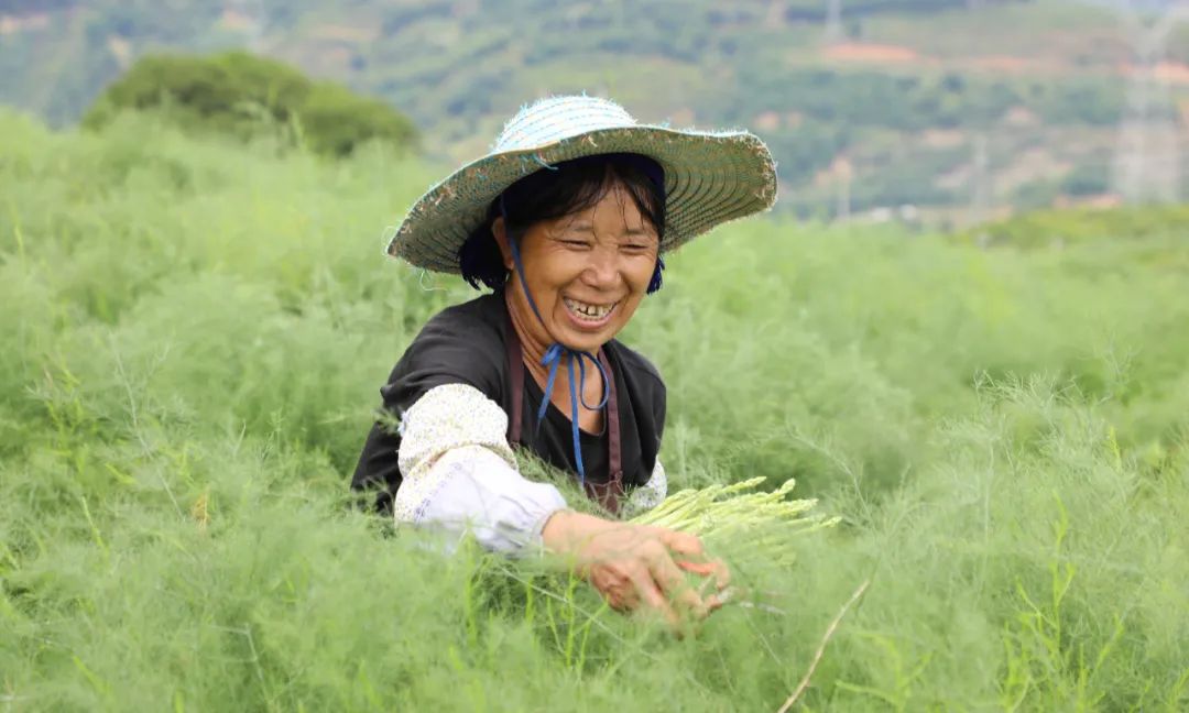 种植芦笋前景如何_种植芦笋 致富方案_致富经芦笋种植视频