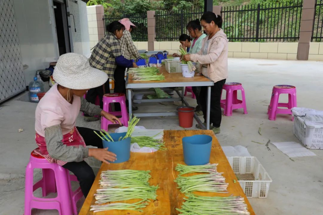 致富经芦笋种植视频_种植芦笋 致富方案_种植芦笋前景如何