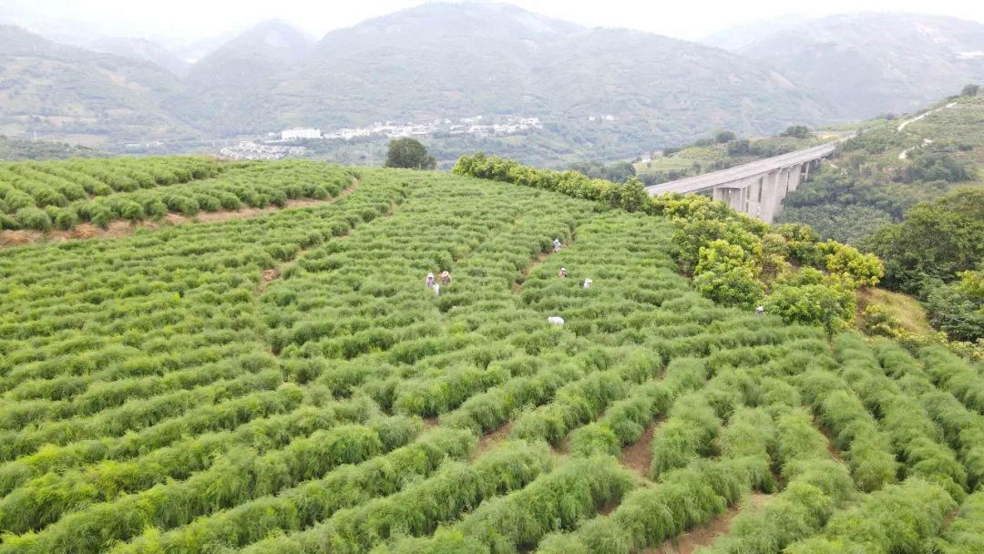 种植芦笋 致富方案_致富经芦笋种植视频_种植芦笋前景如何