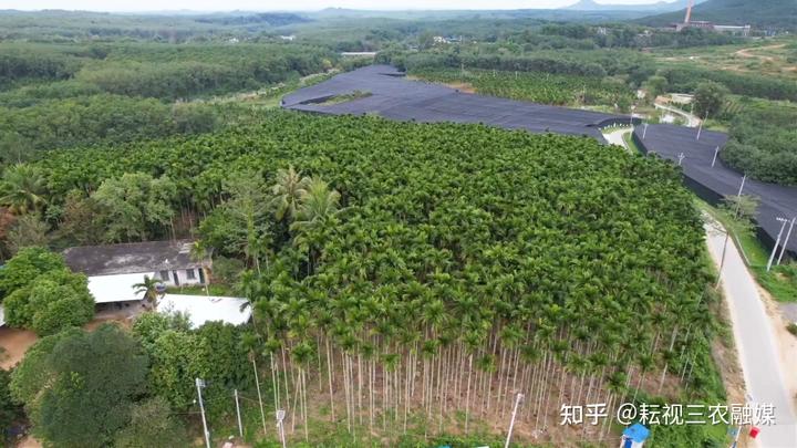 海南莲雾怎么吃图解_海南莲雾种植基地_致富经海南莲雾种植技术