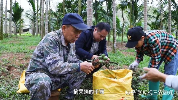 海南莲雾怎么吃图解_致富经海南莲雾种植技术_海南莲雾种植基地