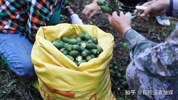 致富经海南莲雾种植技术_海南莲雾怎么吃图解_海南莲雾种植基地