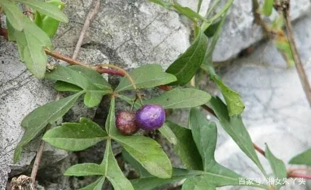 种白地瓜的方法及时间_怎样种白地瓜产量高_种白地瓜种植技术