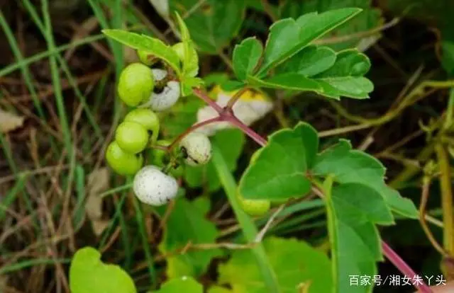 种白地瓜的方法及时间_种白地瓜种植技术_怎样种白地瓜产量高