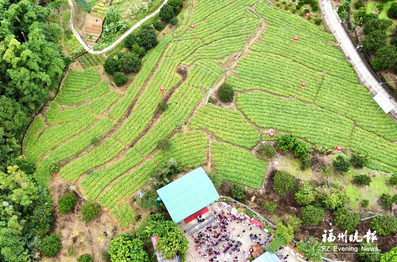 闽侯大坂村：昔日贫困村活起来了