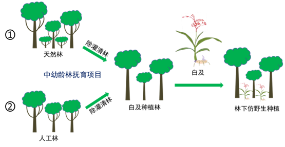 种白地瓜需要什么管理方法_种白地瓜种植技术_种植地瓜种白技术要求