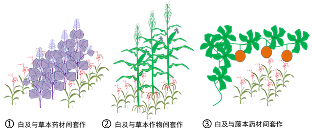 种白地瓜需要什么管理方法_种白地瓜种植技术_种植地瓜种白技术要求