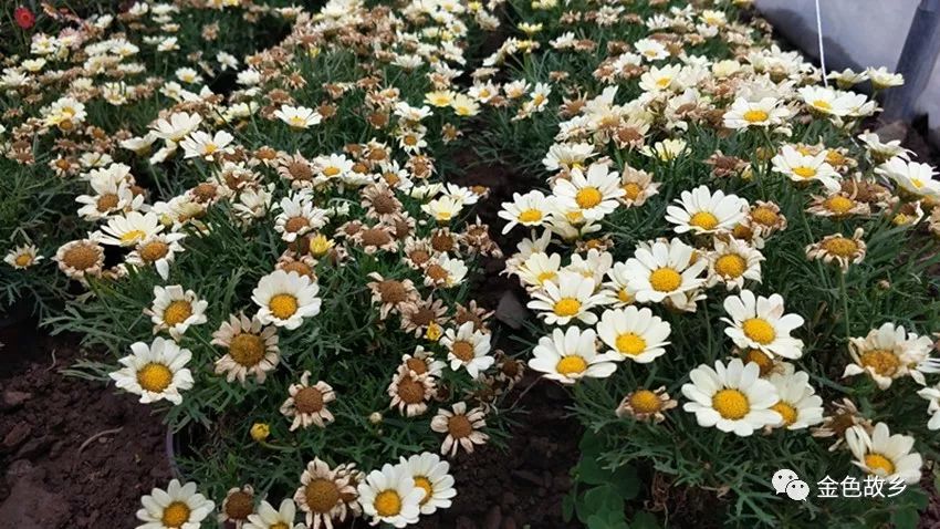 藤室外飘香种植技术要点_飘香藤室内还是室外养_飘香藤室外种植技术