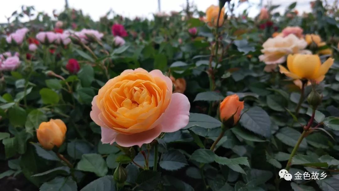 藤室外飘香种植技术要点_飘香藤室外种植技术_飘香藤室内还是室外养