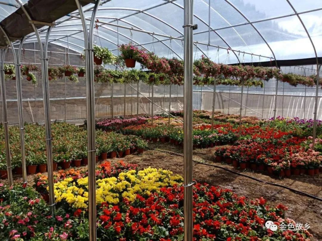 藤室外飘香种植技术要点_飘香藤室外种植技术_飘香藤室内还是室外养