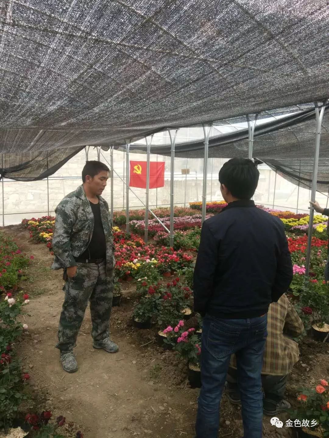 飘香藤室外种植技术_藤室外飘香种植技术要点_飘香藤室内还是室外养