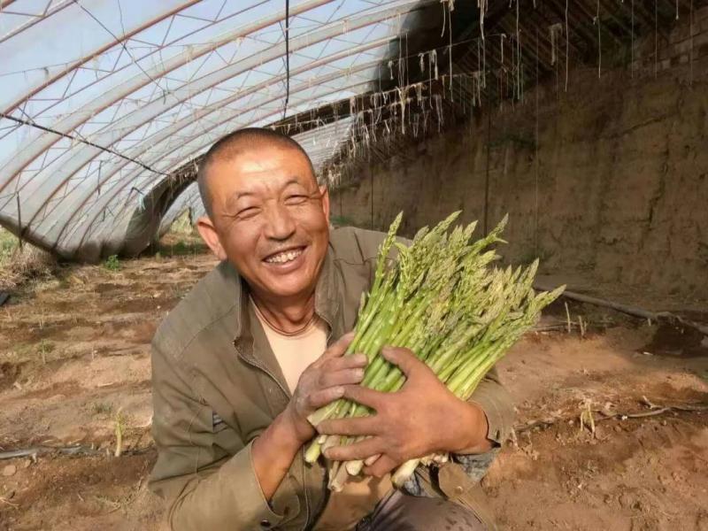 种植芦笋的利润一亩地_种植芦笋 致富方案_致富种植方案芦笋怎么写