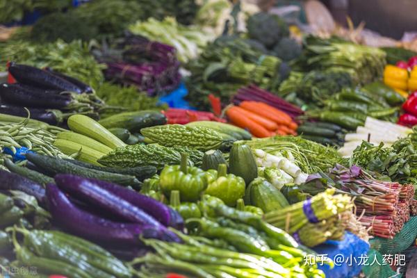 夏甘蓝新品种_夏播甘蓝育苗技术_夏甘蓝种植技术视频