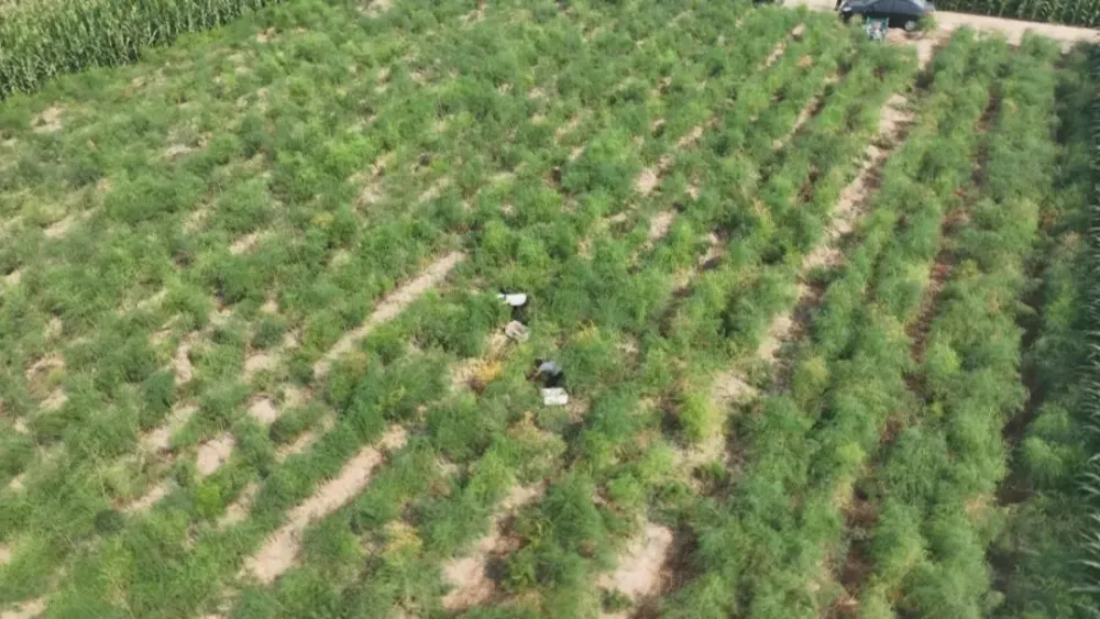 致富种植方案芦笋怎么写_种植芦笋 致富方案_种植芦笋赚钱吗