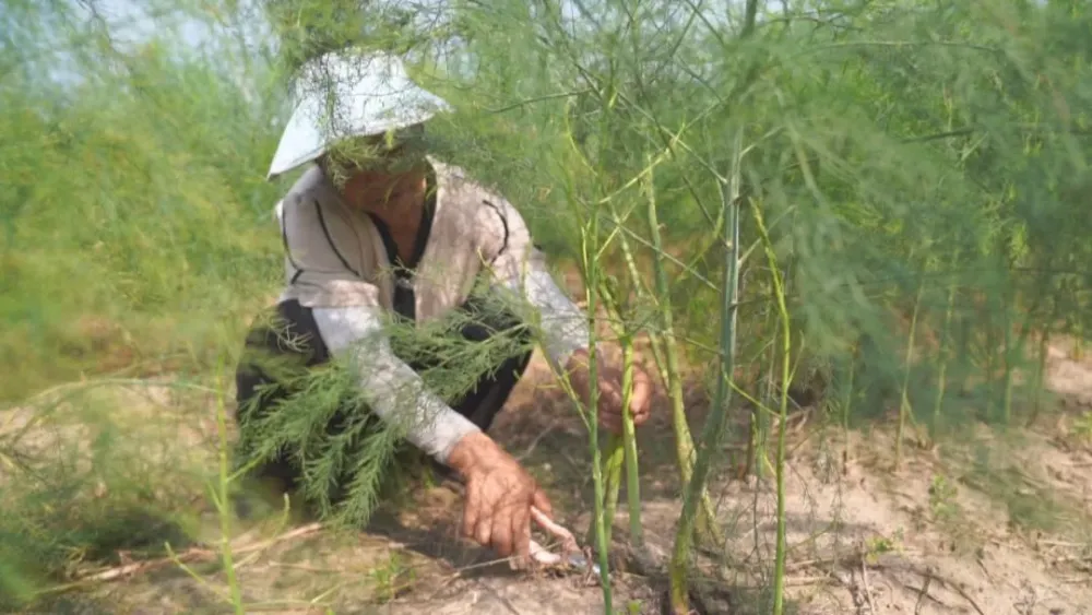 致富种植方案芦笋怎么写_种植芦笋赚钱吗_种植芦笋 致富方案