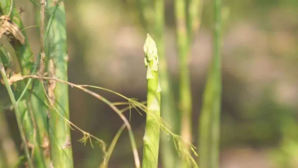 致富种植方案芦笋怎么写_种植芦笋 致富方案_种植芦笋赚钱吗