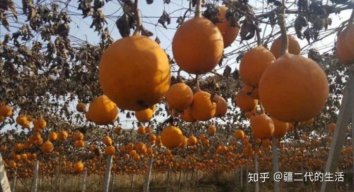 2020中药材种植什么最赚钱_中药种植赚钱_致富种植中药