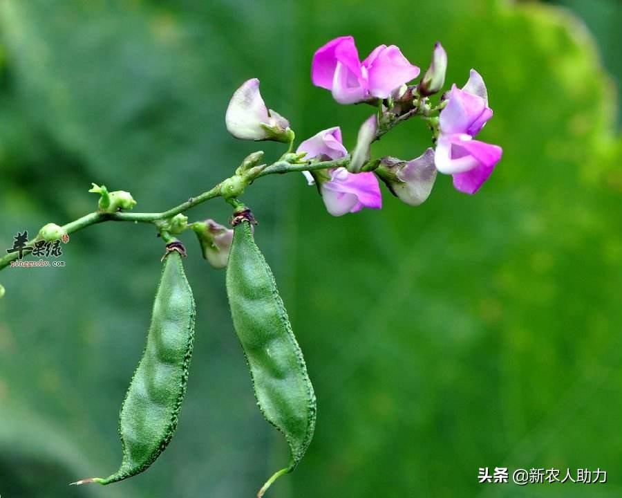 早春扁豆种植技术_春扁豆种植技术_扁豆种植技巧