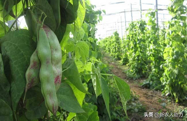 扁豆种植技巧_早春扁豆种植技术_春扁豆种植技术