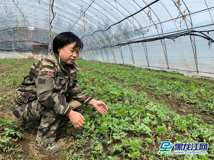 致富种植果菜园图片_菜园种植致富果_致富种植果菜园图片大全