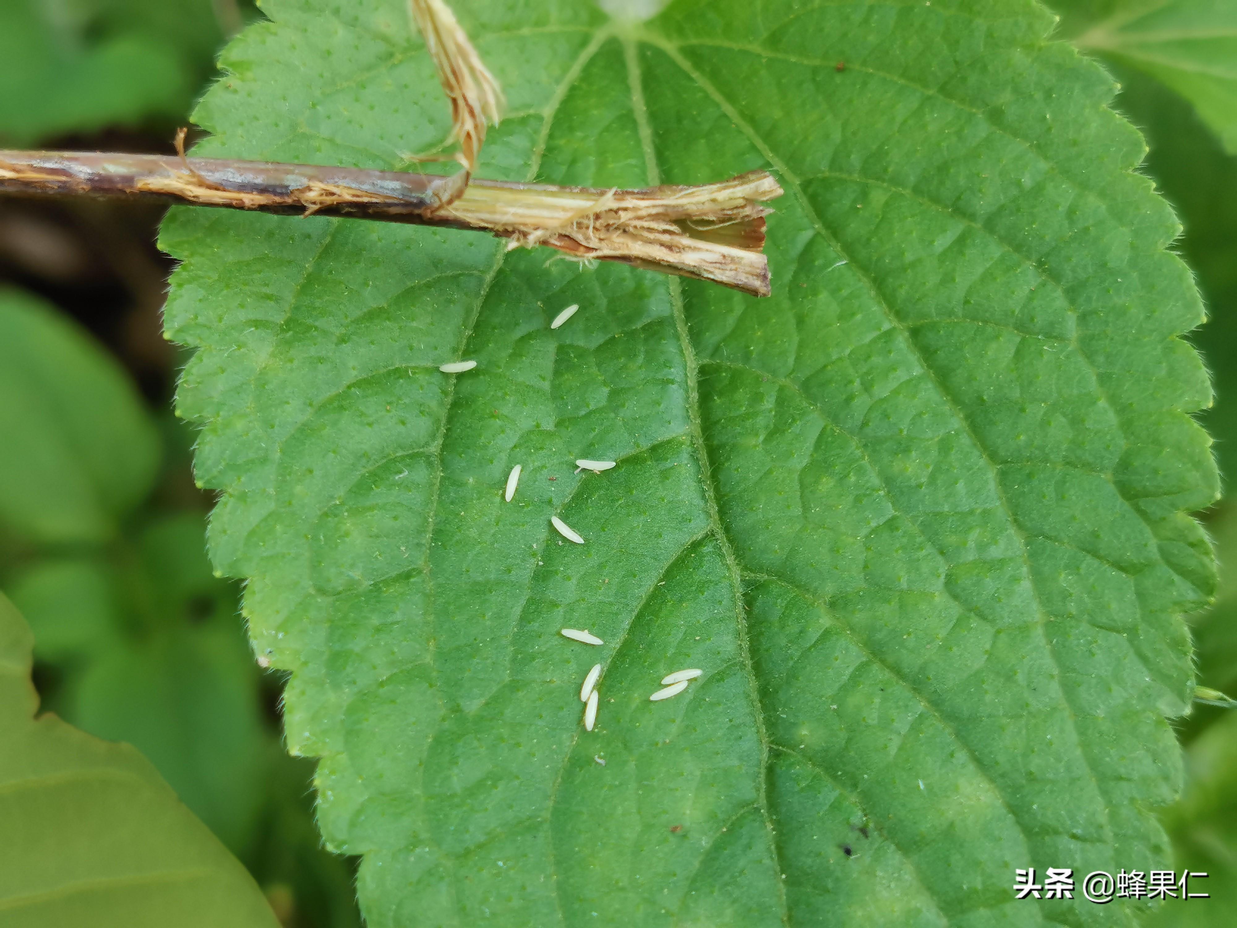 种植金蝉技术与程序及时间_芦笋地种植金蝉技术_金蝉种植技术一