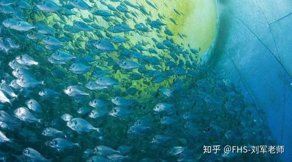 致富经河道养鱼视频_致富经水库养鱼_江河鱼养殖致富