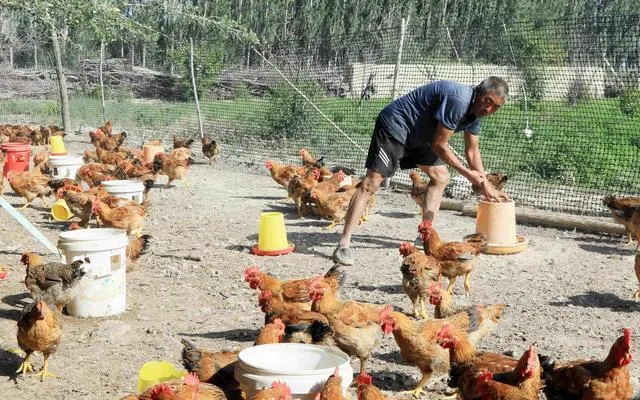 博乐养殖飞禽致富_飞禽养殖养哪种有前景_致富经养飞鸡视频