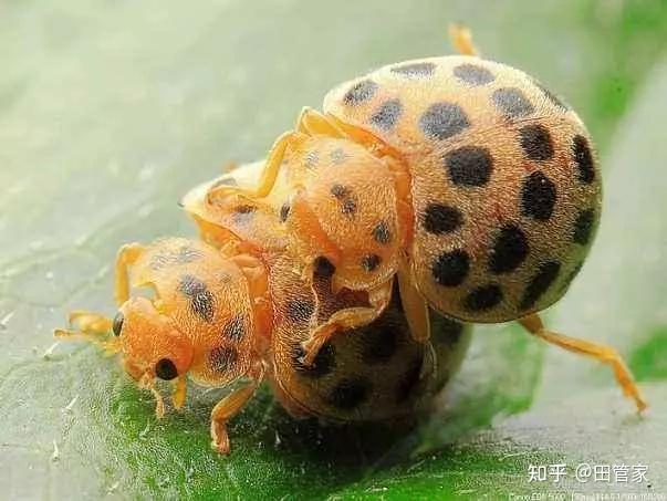 小香芹种植技术视频_种香芹的方法和步骤_香芹的种植技术