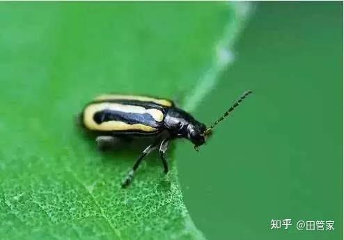 小香芹种植技术视频_香芹的种植技术_种香芹的方法和步骤