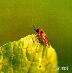 种香芹的方法和步骤_小香芹种植技术视频_香芹的种植技术