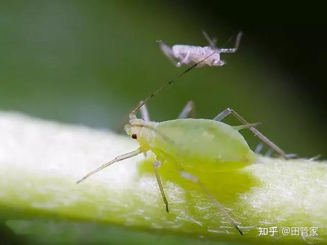 小香芹种植技术视频_种香芹的方法和步骤_香芹的种植技术