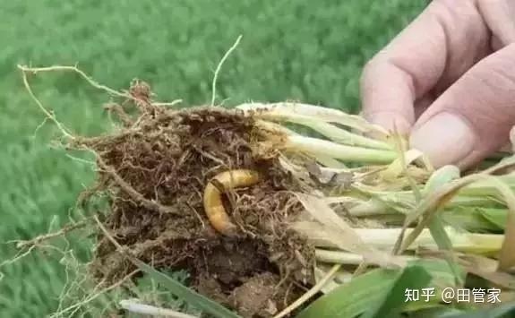 香芹的种植技术_种香芹的方法和步骤_小香芹种植技术视频