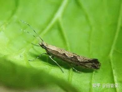 小香芹种植技术视频_种香芹的方法和步骤_香芹的种植技术