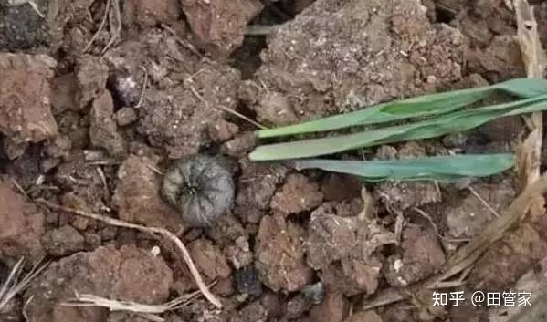 种香芹的方法和步骤_香芹的种植技术_小香芹种植技术视频