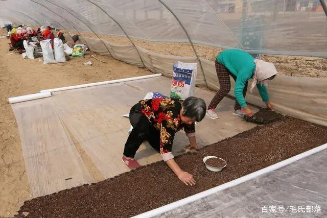 甘肃蜜南瓜怎么做好吃_甘肃蜜南瓜的功效和作用_甘肃蜜南瓜种植技术