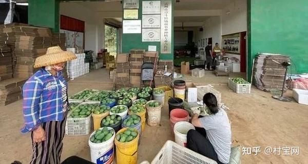 湖南磨芋种植技术_磨芋的栽培技术_磨芋高产种植技术