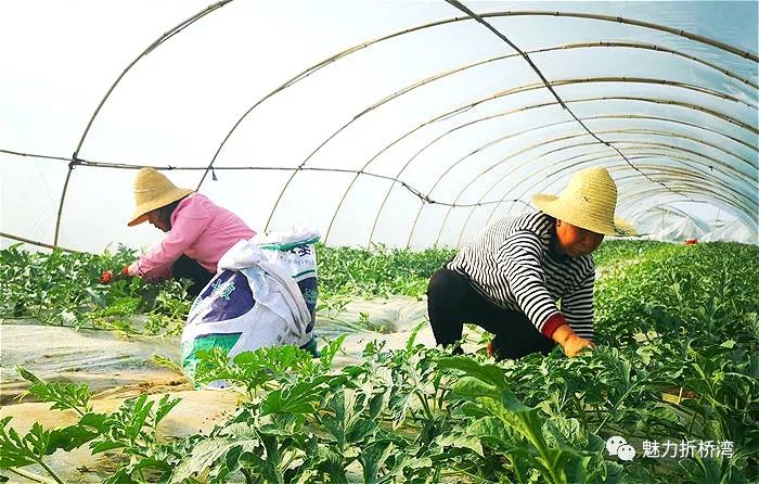 荆州西瓜基地_荆州西瓜种植致富_荆州西瓜种植地