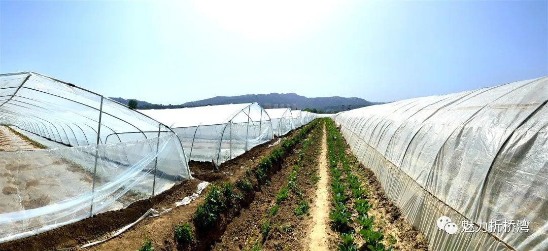 荆州西瓜种植致富_荆州西瓜种植地_荆州西瓜基地