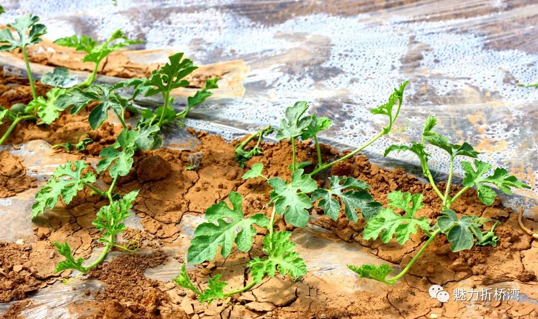 荆州西瓜基地_荆州西瓜种植致富_荆州西瓜种植地