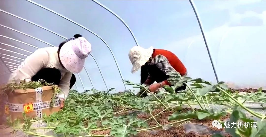 荆州西瓜种植致富_荆州西瓜基地_荆州西瓜种植地